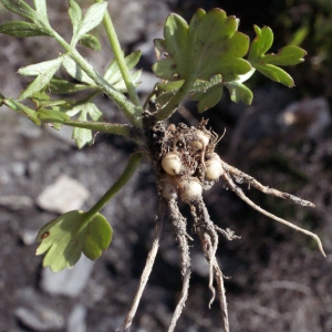 Photographie n°253219 du taxon Ranunculus gracilis Schleich. [1815]