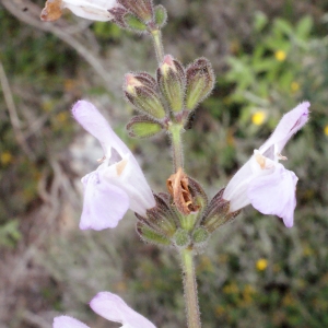 Photographie n°253227 du taxon Salvia triloba L.f. [1782]