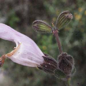 Photographie n°253228 du taxon Salvia triloba L.f. [1782]