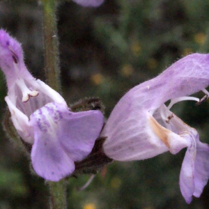 Photographie n°253230 du taxon Salvia triloba L.f. [1782]