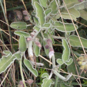 Photographie n°253233 du taxon Salvia triloba L.f. [1782]