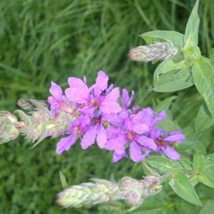 Photographie n°253250 du taxon Lythrum salicaria L.