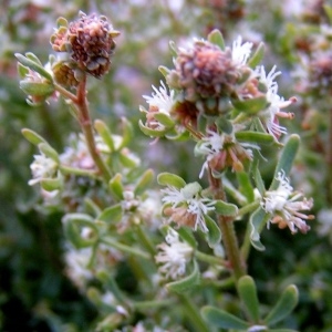  - Reseda jacquinii var. jacquinii 