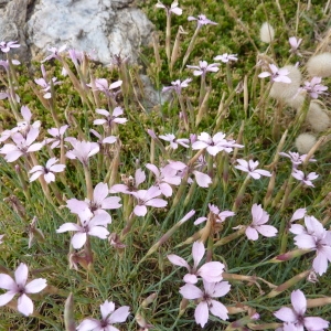 Photographie n°253280 du taxon Dianthus pyrenaicus subsp. attenuatus (Sm.) Bernal, Laínz & Muñoz Garm. [1988]