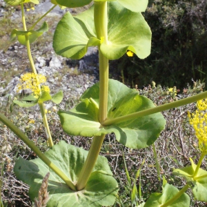 Photographie n°253294 du taxon Smyrnium perfoliatum L. [1753]
