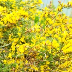 Photographie n°253315 du taxon Genista pilosa L. [1753]