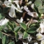  Liliane Roubaudi - Trifolium uniflorum L. [1753]