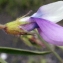  Liliane Roubaudi - Vicia bithynica (L.) L. [1759]