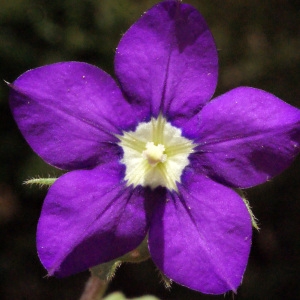 Specularia speculum subsp. pentagonia (L.) Douin (Spéculaire pentagonale)