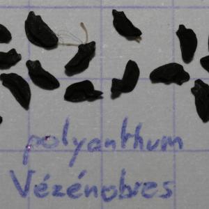 Photographie n°253475 du taxon Allium polyanthum Schult. & Schult.f. [1830]