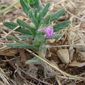 Photographie n°253519 du taxon Ajuga iva (L.) Schreb. [1773]