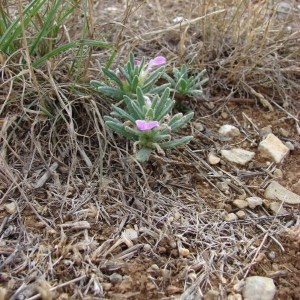 Photographie n°253525 du taxon Ajuga iva (L.) Schreb. [1773]