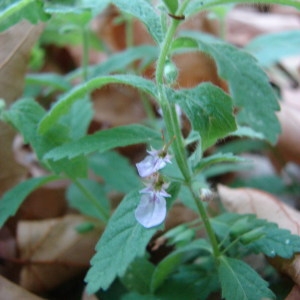 Photographie n°253583 du taxon Teucrium scordium L. [1753]