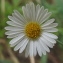  Jean-Claude Echardour - Erigeron karvinskianus DC. [1836]