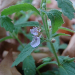 Photographie n°253590 du taxon Teucrium scordium L. [1753]