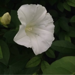 Photographie n°253614 du taxon Calystegia sepium (L.) R.Br. [1810]