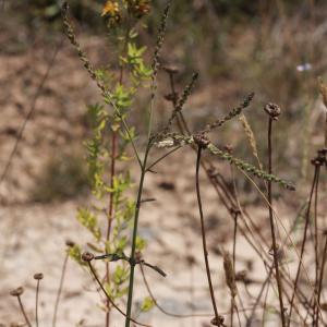 Photographie n°253620 du taxon Verbena officinalis L. [1753]