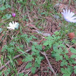 Photographie n°253699 du taxon Anemone blanda Schott & Kotschy [1854]