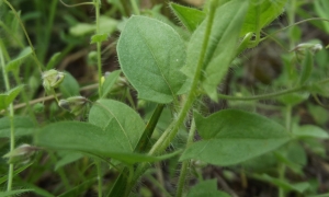 Jean-Claude Echardour, le 25 juillet 2014 (Saffré (le brandon))