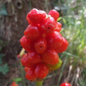 Photographie n°253706 du taxon Arum maculatum L. [1753]