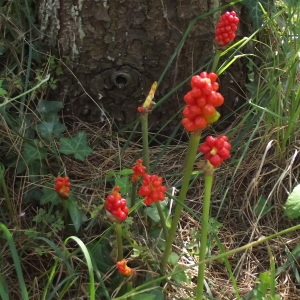 Photographie n°253707 du taxon Arum maculatum L. [1753]