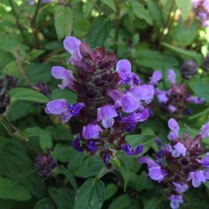 Photographie n°253721 du taxon Prunella vulgaris L. [1753]