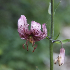 Photographie n°253740 du taxon Lilium martagon L.