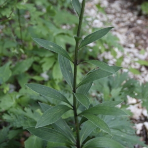 Photographie n°253741 du taxon Lilium martagon L.