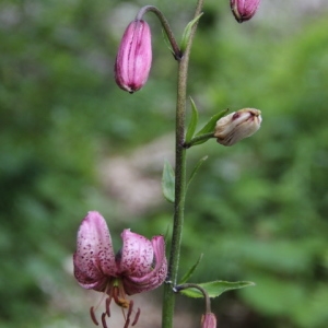 Photographie n°253742 du taxon Lilium martagon L.