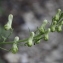  Fabienne PAIRE - Aconitum lycoctonum subsp. vulparia (Rchb.) Nyman [1889]