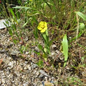 Photographie n°253866 du taxon Tuberaria guttata (L.) Fourr. [1868]