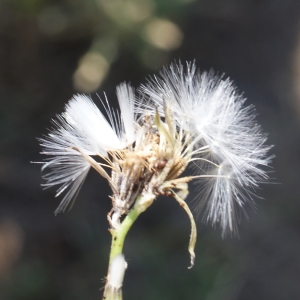 Photographie n°253872 du taxon Chondrilla juncea L. [1753]