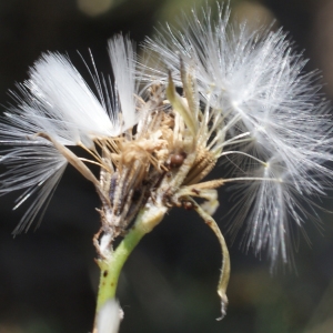 Photographie n°253873 du taxon Chondrilla juncea L. [1753]