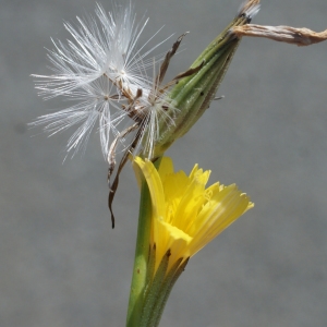 Photographie n°253874 du taxon Chondrilla juncea L. [1753]