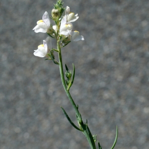 Photographie n°253892 du taxon Linaria repens (L.) Mill. [1768]