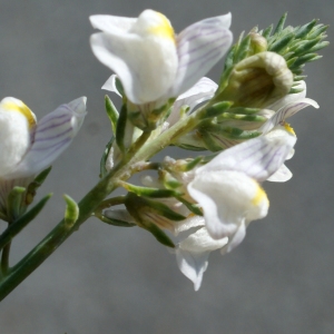 Photographie n°253893 du taxon Linaria repens (L.) Mill. [1768]