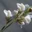  Liliane Roubaudi - Linaria repens (L.) Mill. [1768]