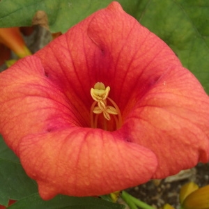 Photographie n°253899 du taxon Campsis grandiflora (Thunb.) K.Schum. [1894]