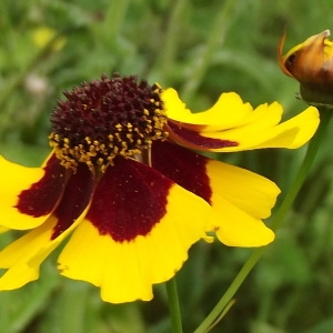  - Coreopsis basalis (A.Dietr.) S.F.Blake [1916]