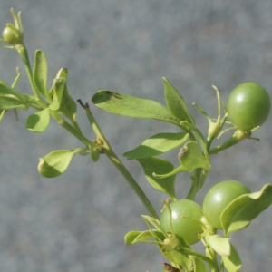 Photographie n°253907 du taxon Jasminum fruticans L. [1753]