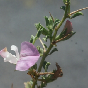 Photographie n°253913 du taxon Ononis spinosa L.