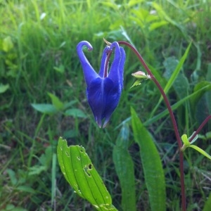 Photographie n°253920 du taxon Aquilegia vulgaris L. [1753]