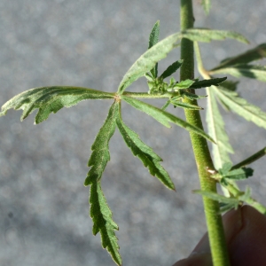 Photographie n°253927 du taxon Althaea cannabina L.