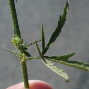 Photographie n°253928 du taxon Althaea cannabina L.