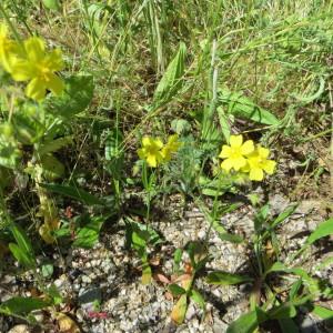 Photographie n°253940 du taxon Tuberaria guttata (L.) Fourr. [1868]