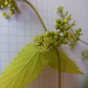 Photographie n°253972 du taxon Humulus lupulus L. [1753]