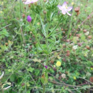 Photographie n°254005 du taxon Centaurium erythraea Rafn