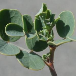 Photographie n°254006 du taxon Coronilla glauca L. [1755]