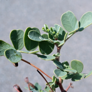 Photographie n°254008 du taxon Coronilla glauca L. [1755]