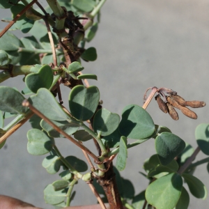 Photographie n°254010 du taxon Coronilla glauca L. [1755]